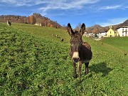 12 Asinelli al pascolo mi accolgono nei prati di Reggetto